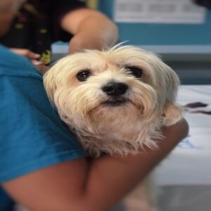 il corso di assistente veterinario permette di apprendere le tecniche e le procedure cliniche impiegate in veterinaria e nella cura degli animali
