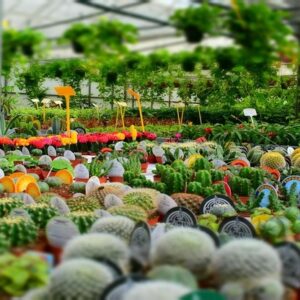 giardinaggio e vivaio