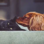 un cane annusa l'orecchio di un gatto nero sdraiato su un tappeto, l'immagine rappresenta il corso de il mondo del cane e del gatto