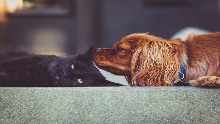 conoscere il gatto in tutte le sue varianti di razza e di comportamento