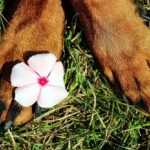 corso di naturopatia animale - zampe di un cane poggiano sull'erba verde con un fiore rosa fra le dita