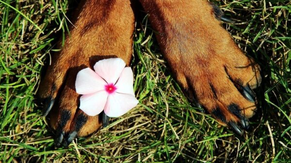 corso di naturopatia animale - zampe di un cane poggiano sull'erba verde con un fiore rosa fra le dita