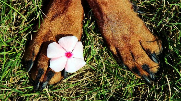 il corso di naturopatia veterinaria permette di curare gli animali senza utilizzo di farmaci ma impiegando solo sostanze naturali