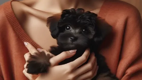 busto di una donna che tiene fra le braccia un cucciolo di barboncino nero che rappresenta il corso di animal care