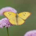 una farfalla gialla si posa su un fiore viola