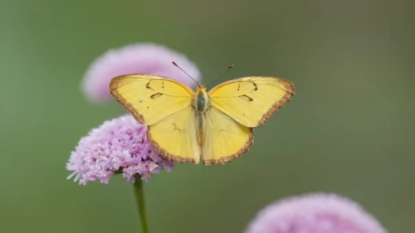 una farfalla gialla si posa su un fiore viola, la foto rappresenta il corso di biologia animale e vegetale