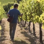 un uomo cammina in un vigneto e raccoglie i grappoli d'uva, l'immagine rappresenta il coro di enologia e viticoltura