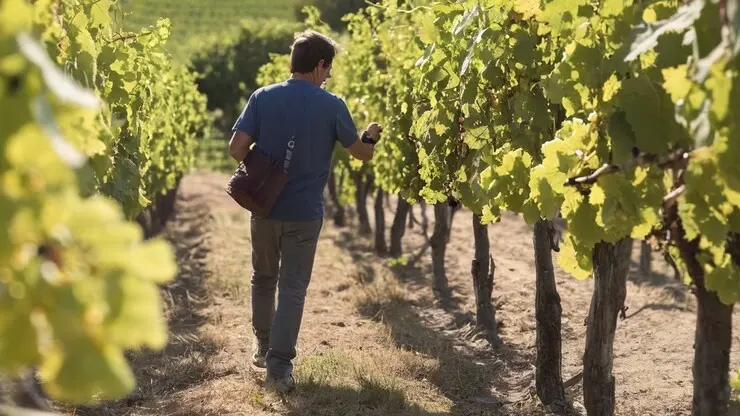 un uomo cammina in un vigneto e raccoglie i grappoli d'uva